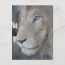 Search for wildcat postcards Lions