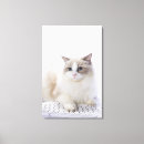 Search for ragdoll cat art Nature