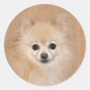 Recherche de faon autocollants Chien