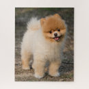 Search for pomeranian puzzles Animal