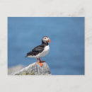 Search for puffin postcards Machias seal island