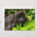 Search for gorilla thank you cards Tropical rainforest