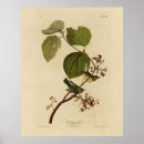 Recherche de oiseaux de marais art Illustration