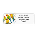 Search for sun conure Parrots