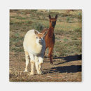 Search for alpaca magnets Llama