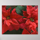 Search for poinsettias posters Noel