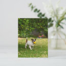 Recherche de fox terrier cartes postales Dog
