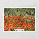 Recherche de pavot cartes postales Fleurs
