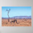 Search for plains zebra posters Animal