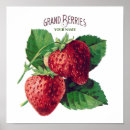 Recherche de botanique vintage posters Fraise