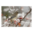 Search for rolf art Bird