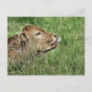 Search for bovines postcards Farm animal