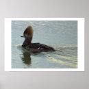 Search for merganser posters Ducks