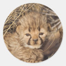 Search for baby cheetah stickers Cub