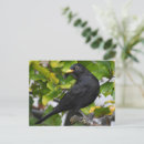 Recherche de haies cartes postales Faune