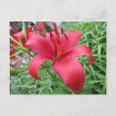 Search for lilie postcards Plant
