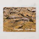 Search for killer horizontal postcards Baby