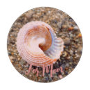 Recherche de coquille de plage maison deco Rivage