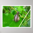 Recherche de escargots posters Gastropode
