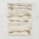 Search for limb postcards Anatomy
