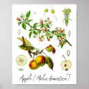 Search for fruit posters Apples