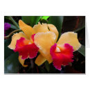 Recherche de cattleya Botanique