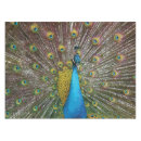 Search for peacock blue tablecloths Teal