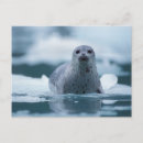 Search for phoca Alaska