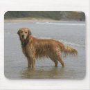 Search for retreivers mousepads Flat coated golden