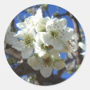 Search for pear tree stickers Nature