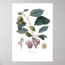 Recherche de pruneaux Fruit