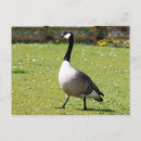 Recherche de herbe sauvage cartes postales Faune