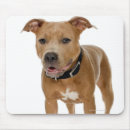Recherche de chiot pitbull tapis souris Tir de studio