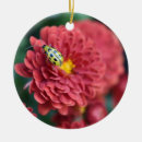 Search for insects ornaments Nature