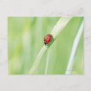 Search for crawl postcards Insect