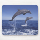 Search for jumping dolphin mousepads Playful