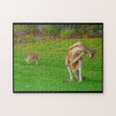 Recherche de kangourou puzzles Joey