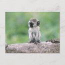 Recherche de cratère cartes postales Tanzanie