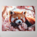 Search for red panda posters Nature