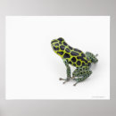 Search for poison dart frog posters Shells