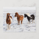 Search for icelandic horse Ranch
