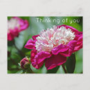 Recherche de fleurs de cottage cartes postales Jardin