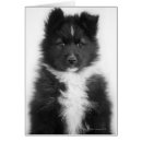 Search for mongrels Cute