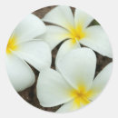 Search for south pacific stickers Island