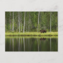 Search for boreal forest postcards Nature