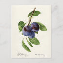 Search for plums postcards Fruit