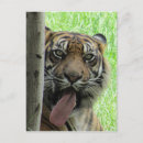 Recherche de sumatra cartes postales Sauvage