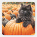 Search for black kitten stickers Cute