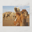 Recherche de mongole cartes postales Animal