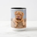 Search for bordeaux mugs Dogue de bordeaux